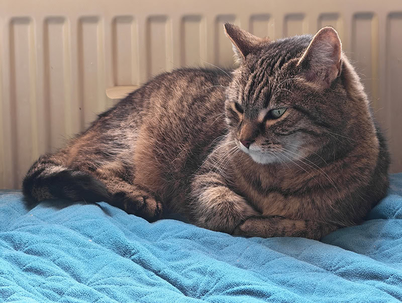 اداء-الكاميرا-الرئيسية-لهاتف-Honor-Magic-8-Pro